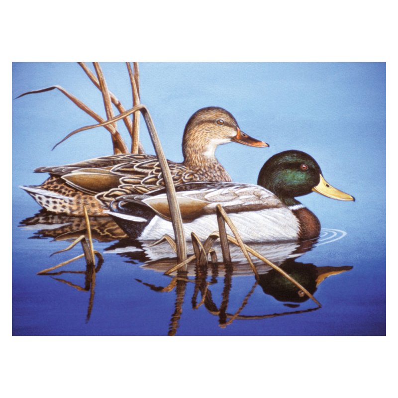 R&L Adult Large A3 Peinture par numéros - Blue Water Mallards