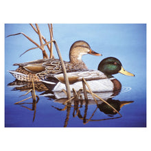 R&L Adult Large A3 Peinture par numéros - Blue Water Mallards